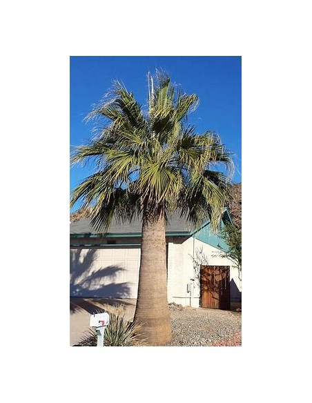 Palma la Washingtonia de California (Washingtonia filifera)-1 Palma en Venta en Mexico - Vivero por internet