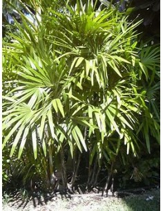 Palma Raphis Excelsa-1 Palm...