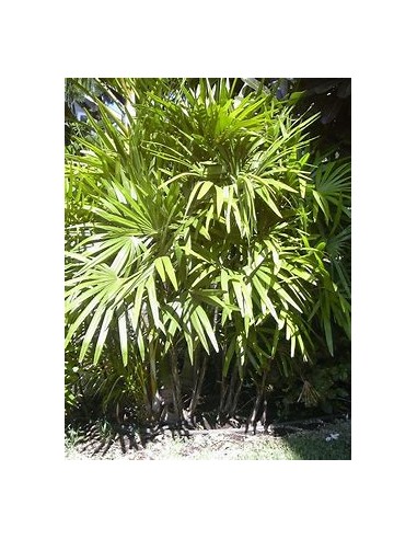 Palma Raphis Excelsa-1 Palm for Sale in Mexico - Online Nursery