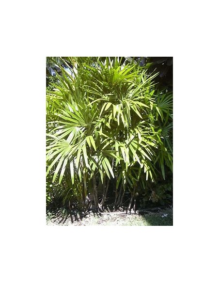 Palma Raphis Excelsa-1 Palma en Venta en Mexico - Vivero por internet