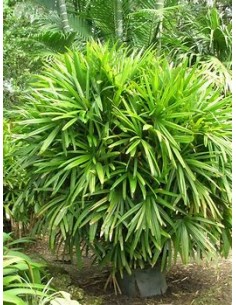 Palma Raphis Excelsa-1... 2