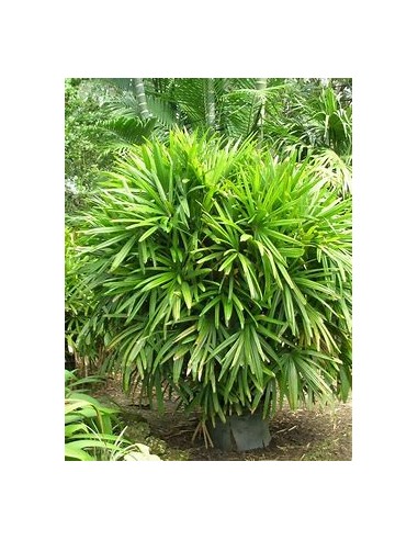 Palma Raphis Excelsa-1 Palm for Sale in Mexico...