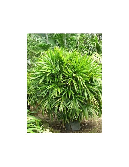 Palma Raphis Excelsa-1 Palma en Venta en Mexico - Vivero por internet
