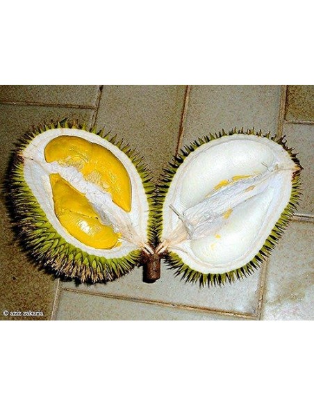 1 Arbolito de Durian (Durio zibethinus) La fruta mas rara de Mundo Siembrala ya! 1 Arbolito de Durian (Durio zibethinus) La fruta mas rara de Mundo Siembrala ya!