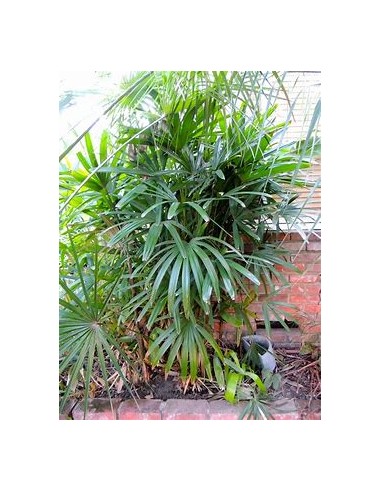 Palma Raphis Excelsa-1 Palma en Venta en Mexico...
