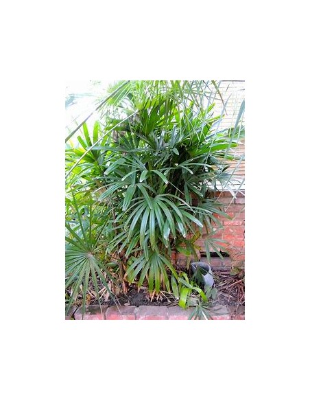 Palma Raphis Excelsa-1 Palma en Venta en Mexico - Vivero por internet