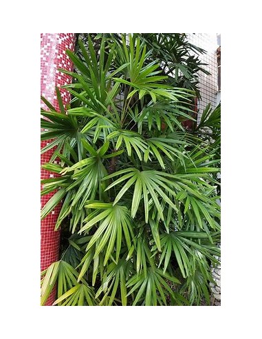 Palma Raphis Excelsa-1 Palma en Venta en Mexico...