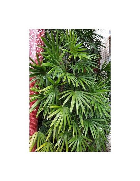 Palma Raphis Excelsa-1 Palma en Venta en Mexico - Vivero por internet