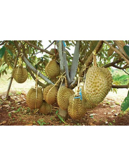 1 Arbolito de Durian (Durio zibethinus) La fruta mas rara de Mundo Siembrala ya!