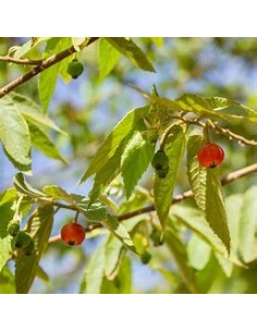 Árbol de Algodón de Azúcar...