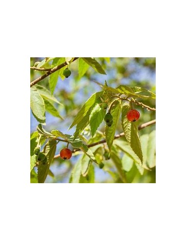 Árbol de Algodón de Azúcar (Nigua, Capulín) - Muntingia calabura fruto rojo-1 Arbolito en Venta en Mexico - Vivero por internet