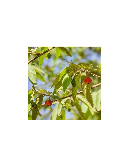 Árbol de Algodón de Azúcar (Nigua, Capulín) - Muntingia calabura fruto rojo-1 Arbolito en Venta en Mexico - Vivero por internet