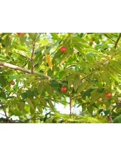 Cotton Candy Tree (Nigua,... 2