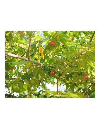 Árbol de Algodón de Azúcar (Nigua, Capulín) -...