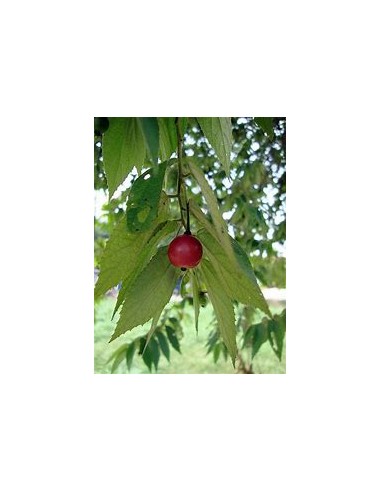 Árbol de Algodón de Azúcar (Nigua, Capulín) -...