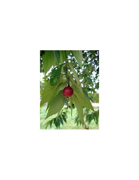 Árbol de Algodón de Azúcar (Nigua, Capulín) - Muntingia calabura fruto rojo-1 Arbolito en Venta en Mexico - Vivero por internet