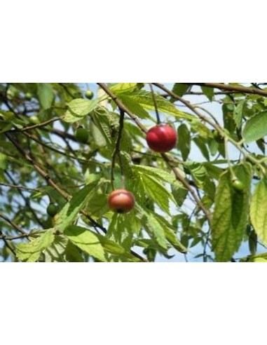 Árbol de Algodón de Azúcar (Nigua, Capulín) -...