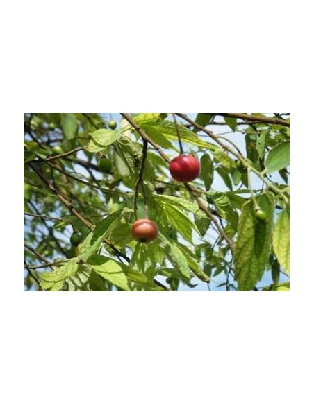 Árbol de Algodón de Azúcar (Nigua, Capulín) - Muntingia calabura fruto rojo-1 Arbolito en Venta en Mexico - Vivero por internet