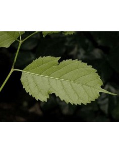 Tropical Mulberry (Maclura...