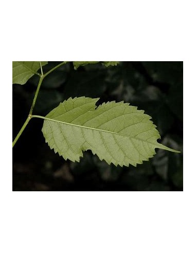 Tropical Mulberry (Maclura tinctoria)-1 Tree for Sale in Mexico - Online Nursery