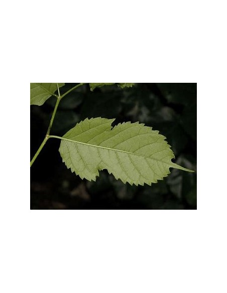 Tropical Mulberry (Maclura tinctoria)-1 Tree for Sale in Mexico - Online Nursery