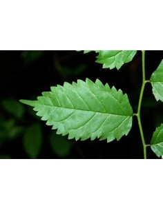 Mora tropical (Maclura... 2