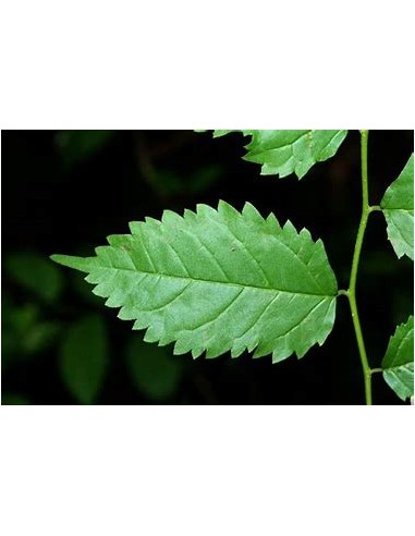 Mora tropical (Maclura tinctoria)-1 Arbolito en...