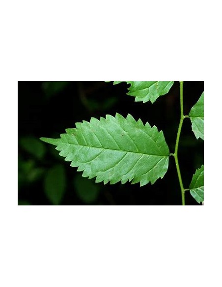Tropical Mulberry (Maclura tinctoria)-1 Tree for Sale in Mexico - Online Nursery