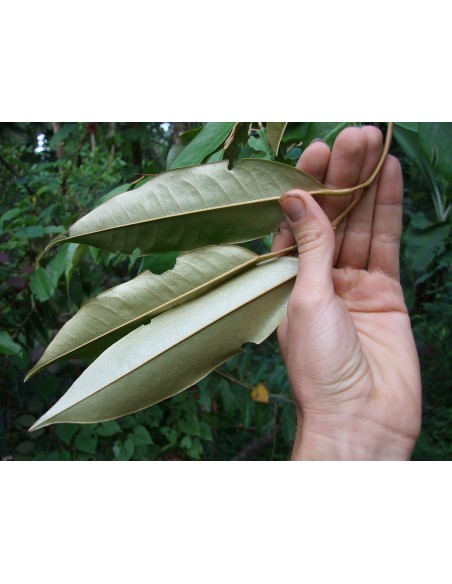 1 Arbolito de Durian (Durio zibethinus) La fruta mas rara de Mundo Siembrala ya! 1 Arbolito de Durian (Durio zibethinus) La fruta mas rara de Mundo Siembrala ya!