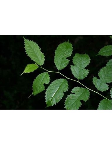 Mora tropical (Maclura tinctoria)-1 Arbolito en...