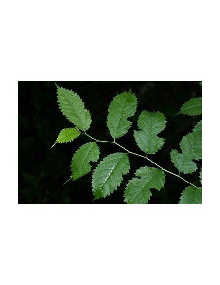 Tropical Mulberry (Maclura tinctoria)-1 Tree for Sale in Mexico - Online Nursery
