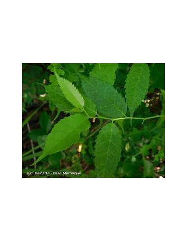 Mora tropical (Maclura tinctoria)-1 Arbolito en...