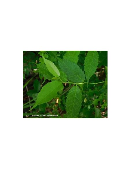 Tropical Mulberry (Maclura tinctoria)-1 Tree for Sale in Mexico - Online Nursery
