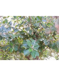 Arbol Gomero (ficus...