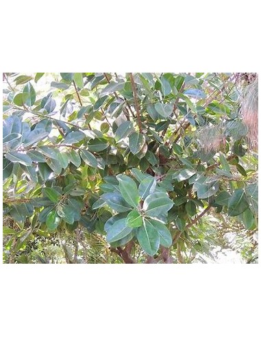 Gomero Tree (ficus elastica verde) - Tree for Sale in Mexico - Online Nursery