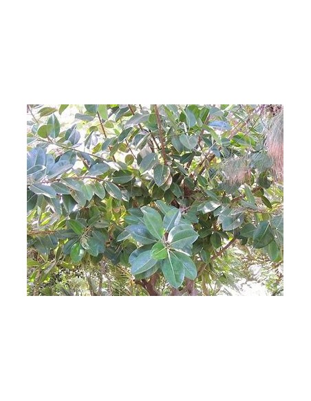 Gomero Tree (ficus elastica verde) - Tree for Sale in Mexico - Online Nursery