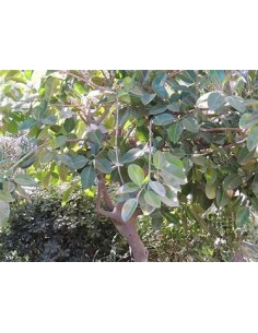 Gomero Tree (ficus elastica... 2