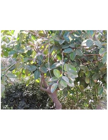 Arbol Gomero (ficus elastica verde) - Arbolito...