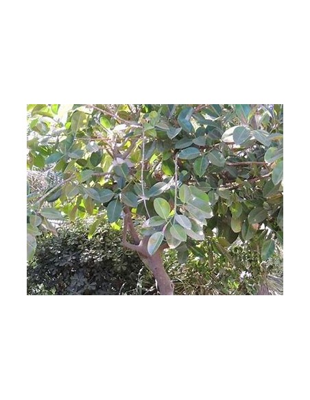 Gomero Tree (ficus elastica verde) - Tree for Sale in Mexico - Online Nursery