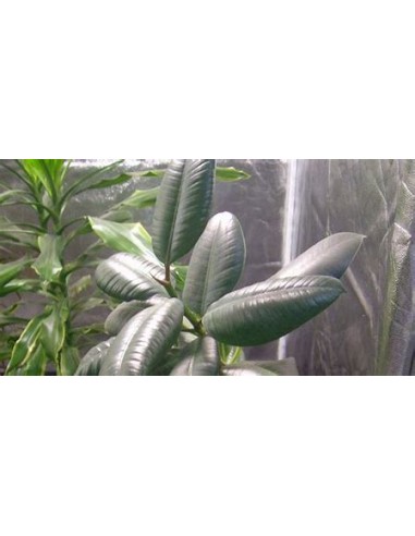 Arbol Gomero (ficus elastica verde) - Arbolito...