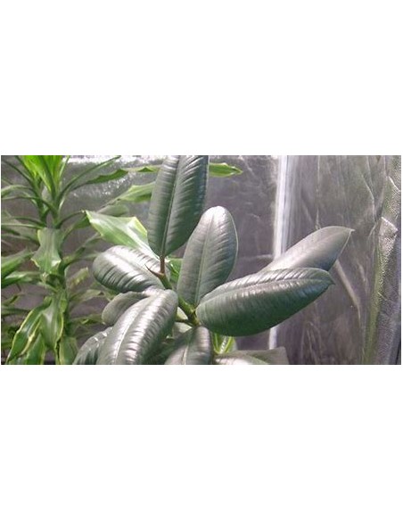 Gomero Tree (ficus elastica verde) - Tree for Sale in Mexico - Online Nursery