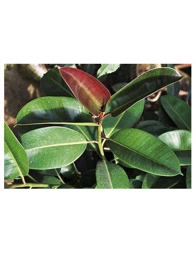 Arbol Gomero (ficus elastica verde) - Arbolito...