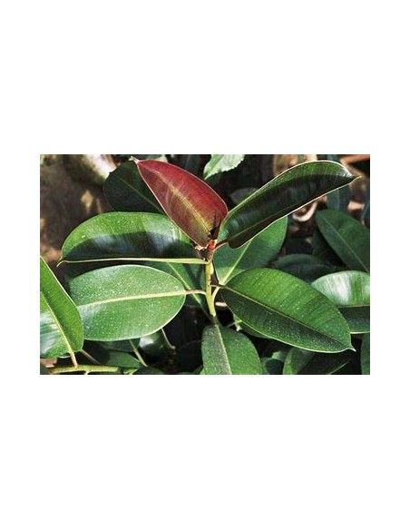Arbol Gomero (ficus elastica verde) - Arbolito en Venta en Mexico - Vivero por internet