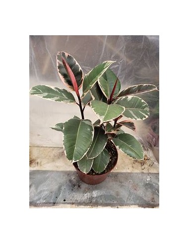 Rubber Plant (ficus elastica tineke)- 1 Plant for Sale in Mexico - Nursery online