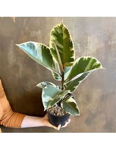 Planta de Caucho (ficus...