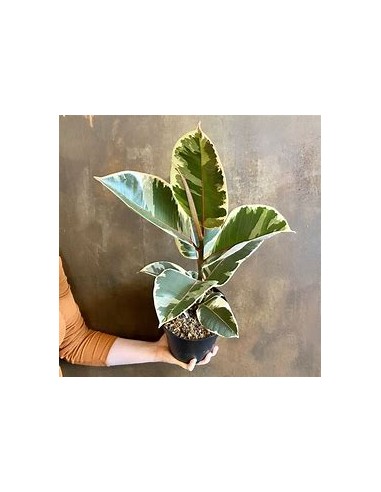 Rubber Plant (ficus elastica tineke)- 1 Plant for Sale in Mexico - Nursery online