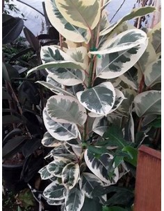 Planta de Caucho (ficus... 2
