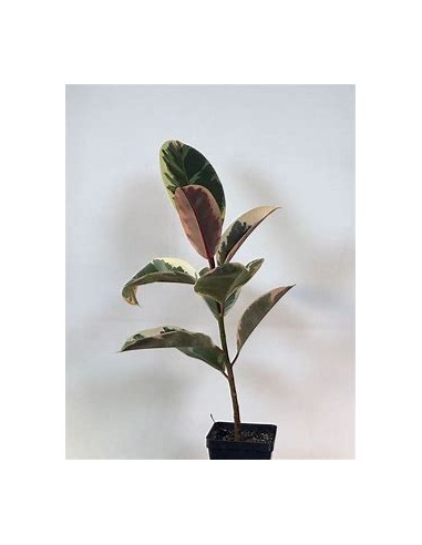 Planta de Caucho (ficus elastica tineke)- 1...
