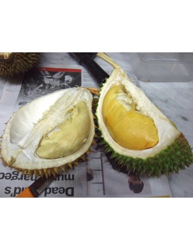 1 Arbolito de Durian (Durio zibethinus) La fruta mas rara de Mundo Siembrala ya!