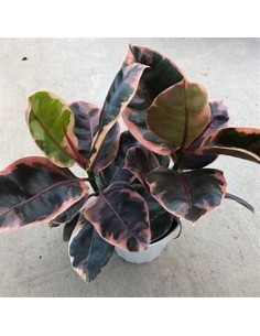 Rubber tree (ficus elastica...